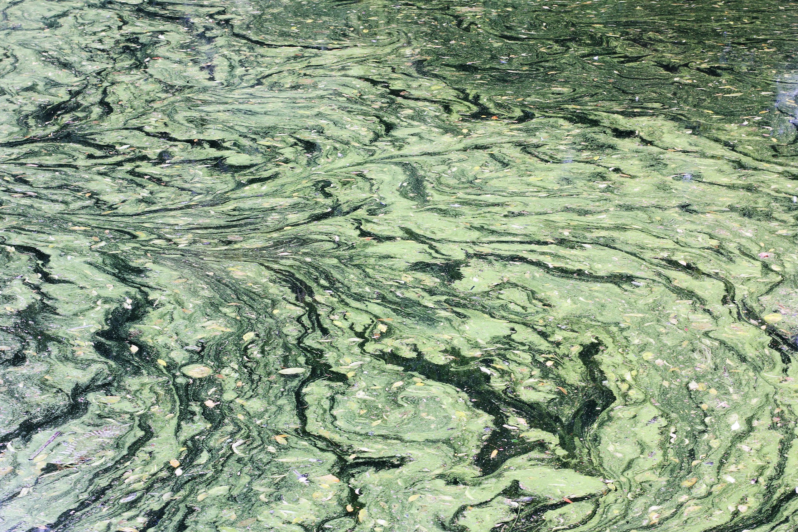 Indian Green Marble